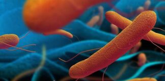 Tifo, başta gelişmekte olan ülkelerde olmak üzere dünyanın çeşitli bölgelerinde hâlâ halk sağlığını tehdit eden ciddi bir bakteriyel enfeksiyon hastalığıdır. Özellikle yetersiz hijyen, kirli içme suyu ve altyapı sorunlarının yaşandığı yerlerde yaygınlaşma riski artar. Salmonella Typhi adlı bakterinin neden olduğu bu hastalık, bulaşıcı yapısı nedeniyle salgınlara yol açabilmektedir. Tifonun kontrol altına alınması, sadece bireysel sağlık önlemleriyle değil, aynı zamanda toplumsal sağlık politikaları ve çevre koşullarının iyileştirilmesiyle mümkündür. Konulu bir haber görseli.