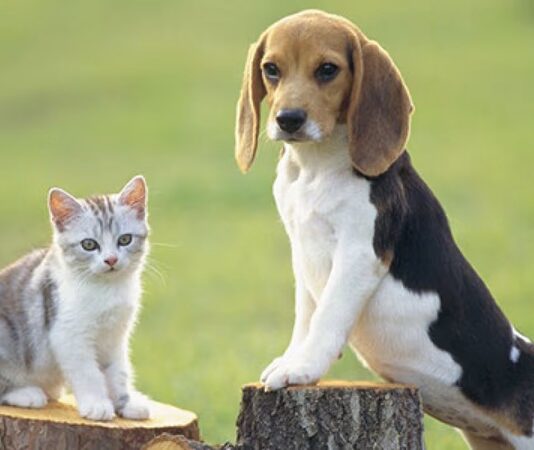 Hayvanların yaşam hakkı, modern toplumlarda hukuki ve ahlaki bir sorumluluk olarak kabul edilmesine rağmen, Türkiye’de ve dünyada hayvan hakları ihlalleri her geçen gün daha görünür hale geliyor. Sokakta yaşayan hayvanlardan çiftlik hayvanlarına, evcil hayvanlardan yaban hayatına kadar pek çok canlı, insan kaynaklı ihmaller ve kasıtlı davranışlar nedeniyle ciddi mağduriyetler yaşıyor. Uzmanlar, bu ihlallerin yalnızca hayvanları değil, toplumun etik değerlerini ve hukuk sisteminin işleyişini de doğrudan etkilediğini ifade ediyor. Konulu bir haber görseli.